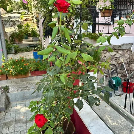 Garden House Heybeliada هيبيليادا
