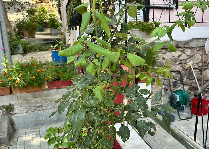 Garden House Heybeliada Adalar